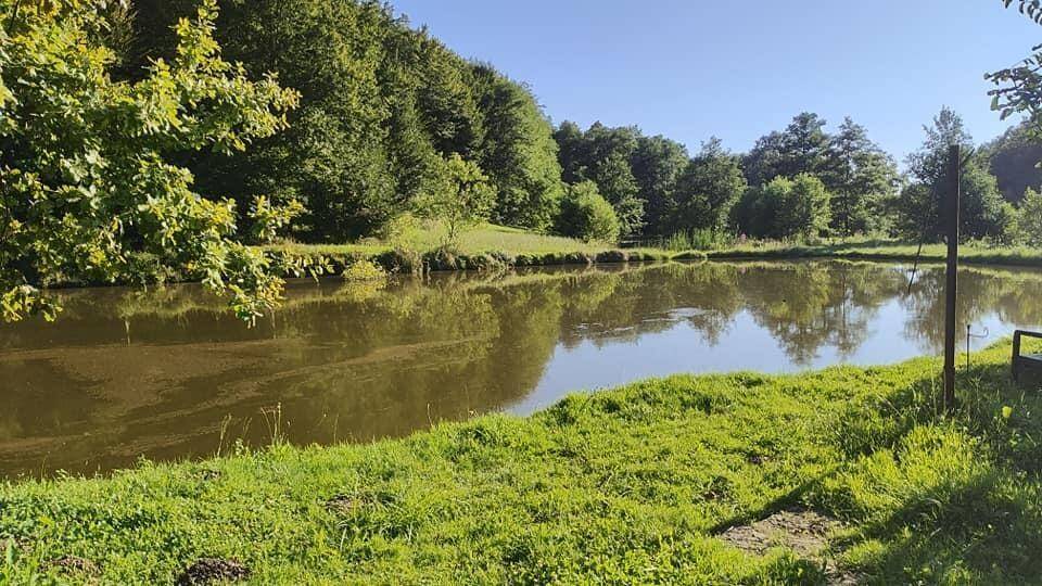 Ruhiger Teich umgeben von grünen Bäumen und Wiesen unter blauem Himmel.