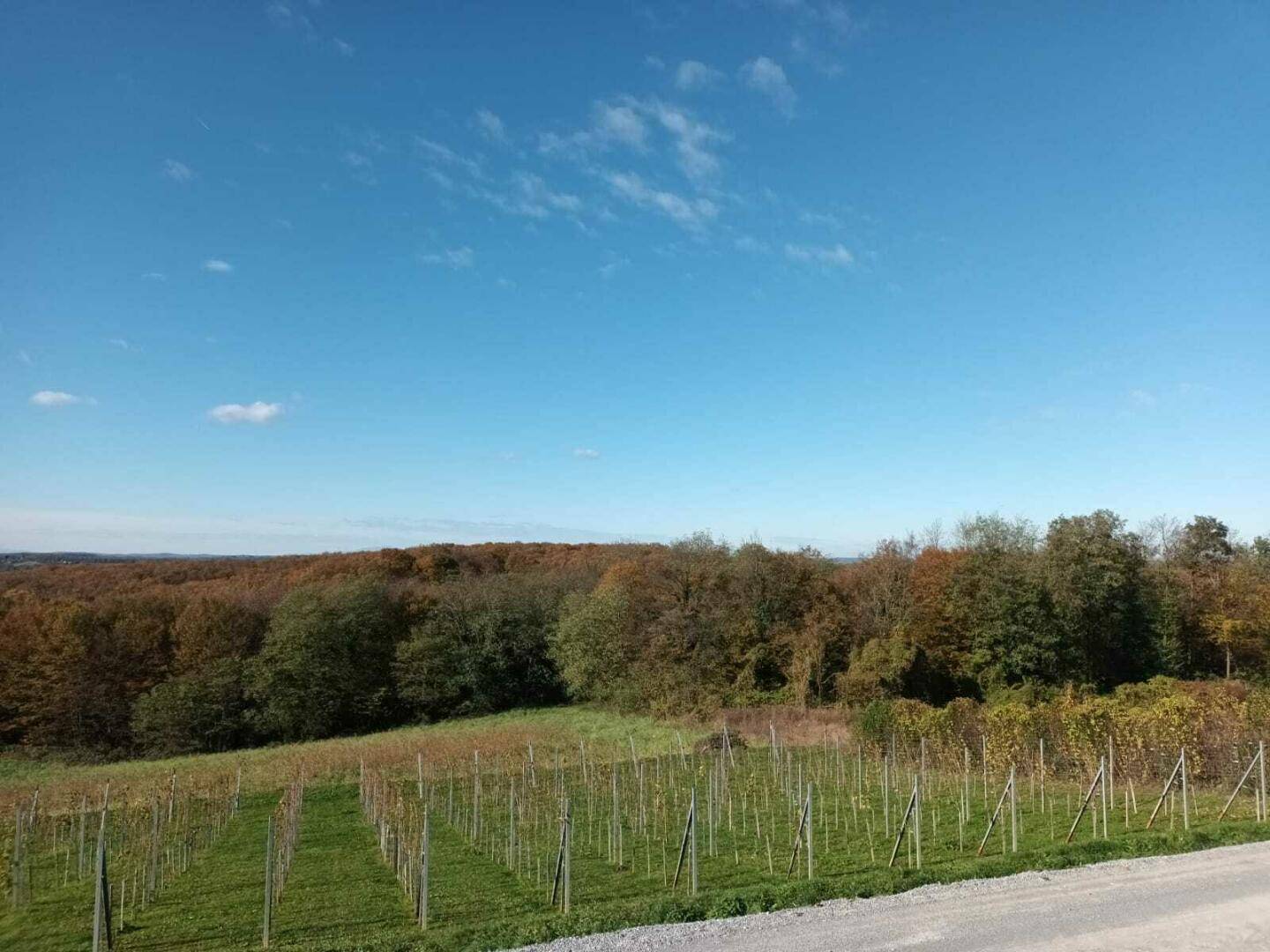 Weitläufige Landschaft mit einem Weinberg und herbstlichen Bäumen unter blauem Himmel.