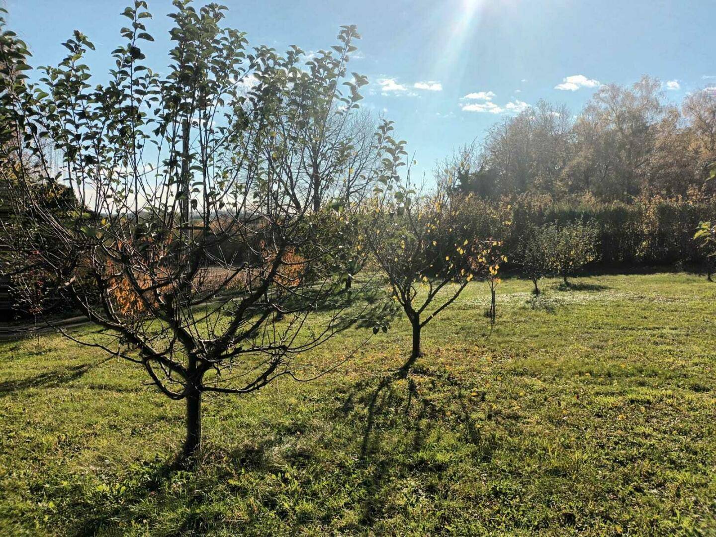 Sonnige Gartenfläche mit jungen Obstbäumen und grünem Rasen im Herbstlicht.