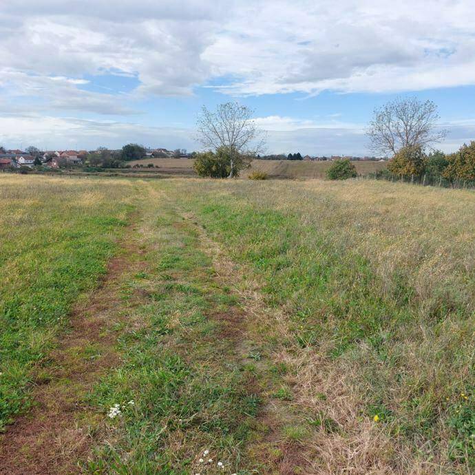 Offene Wiesenlandschaft mit einem Feldweg und vereinzelten Bäumen am Horizont.