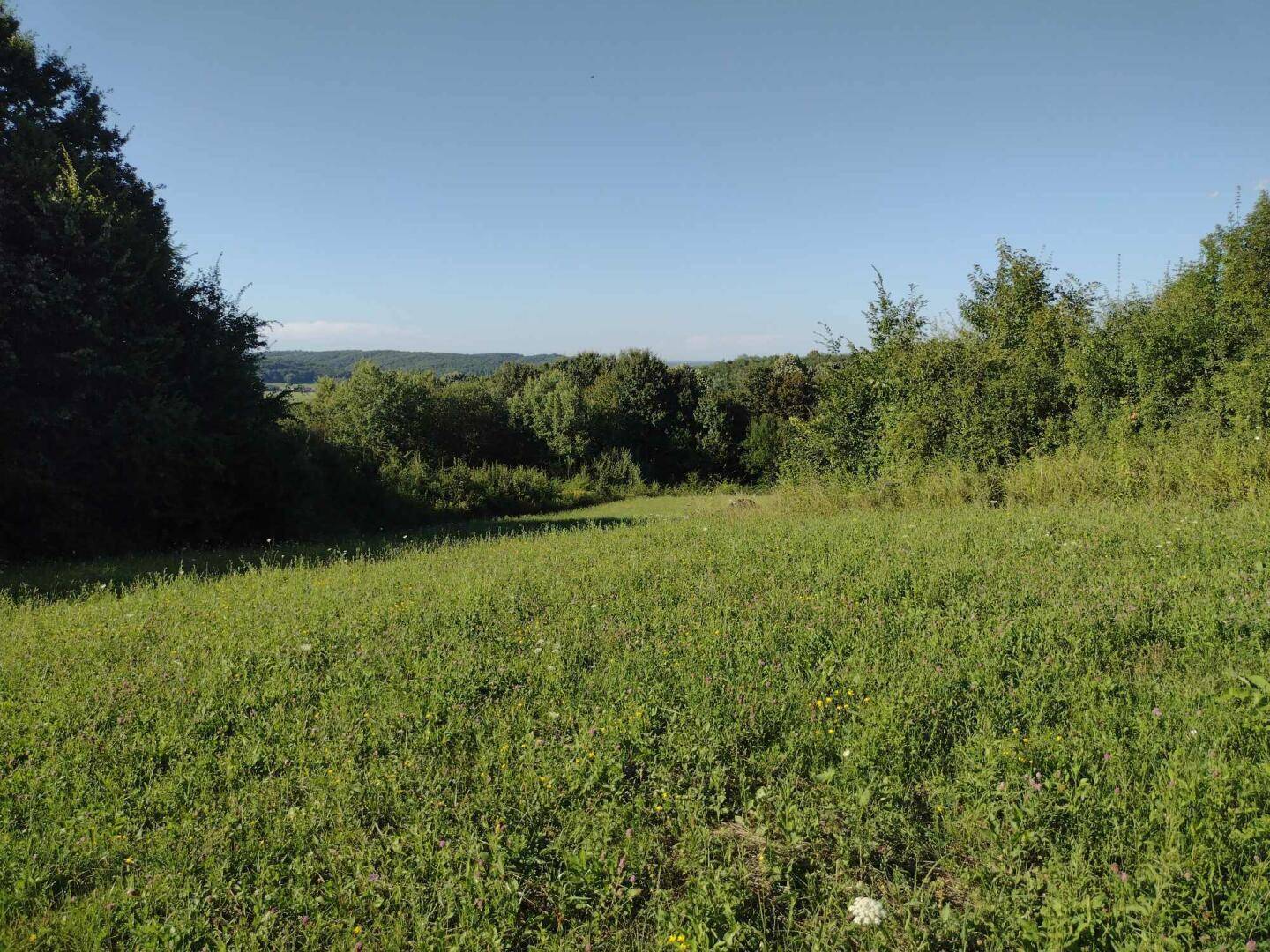 Weitläufige grüne Landschaft mit Bäumen am Horizont und einem klaren blauen Himmel, ideal für Naturliebhaber.