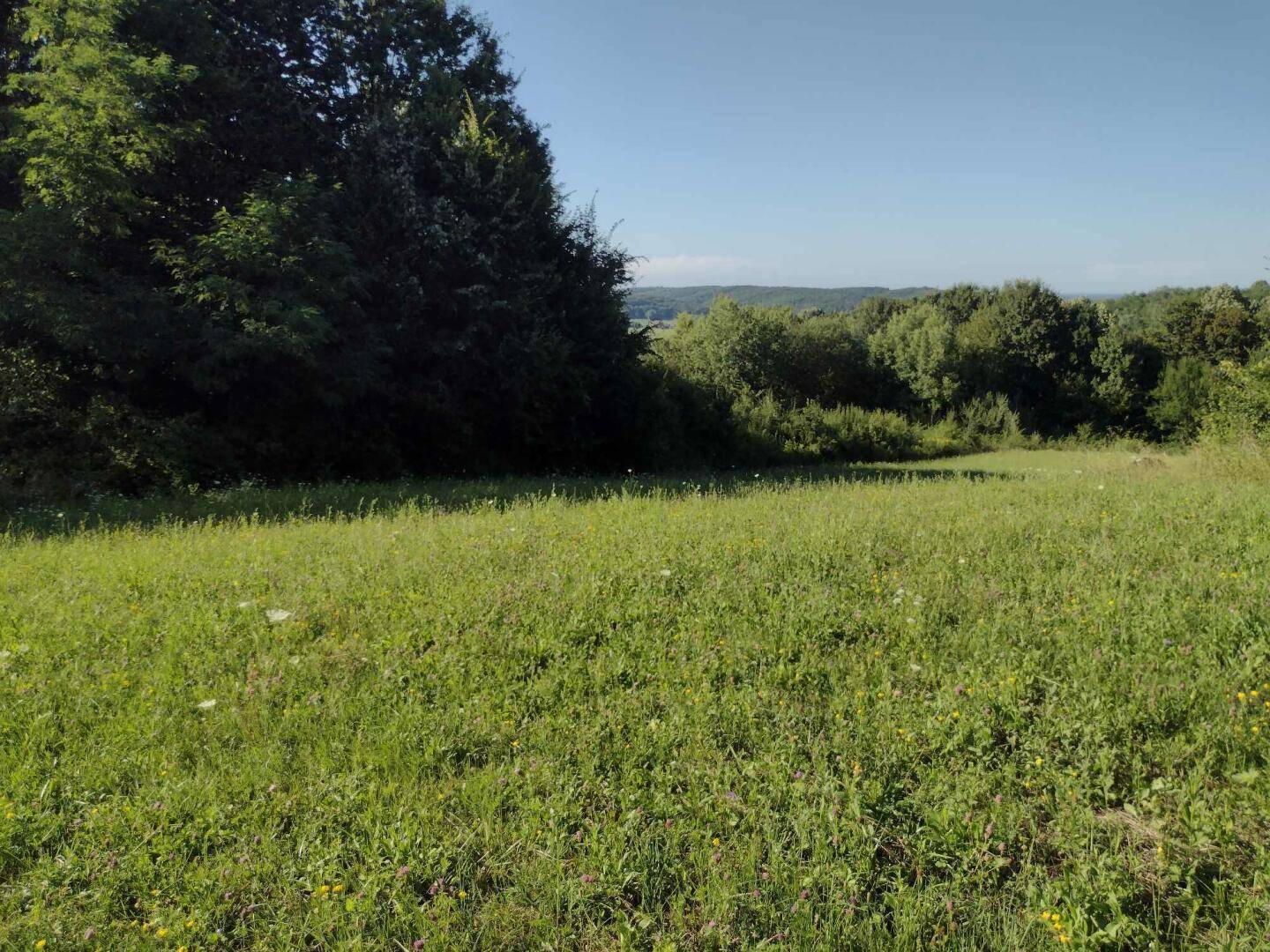 Üppiges grünes Feld, umgeben von dichten Bäumen und Sträuchern, mit einem weiten Blick in die Ferne.