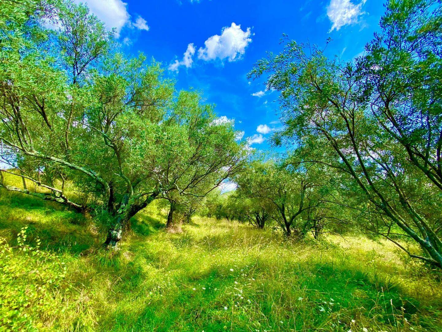 Ein sonniger Weg führt durch eine Reihe von Olivenbäumen in einer ländlichen Landschaft.