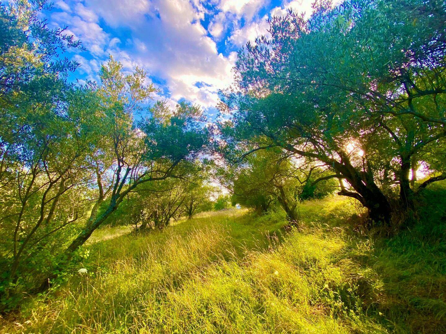 Ein sonniger Weg führt durch eine Reihe von Olivenbäumen in einer ländlichen Landschaft.