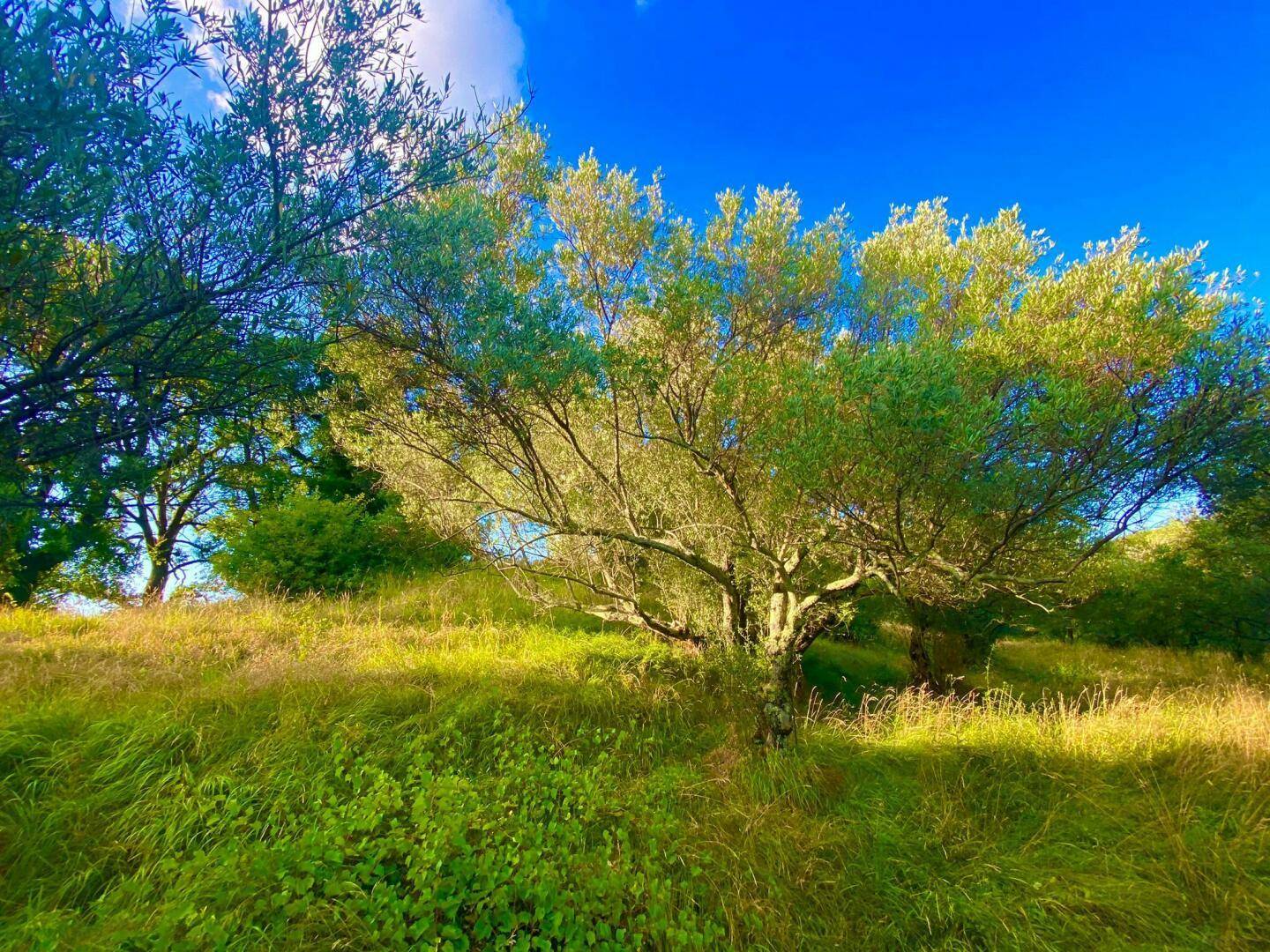 Ein sonniger Weg führt durch eine Reihe von Olivenbäumen in einer ländlichen Landschaft.