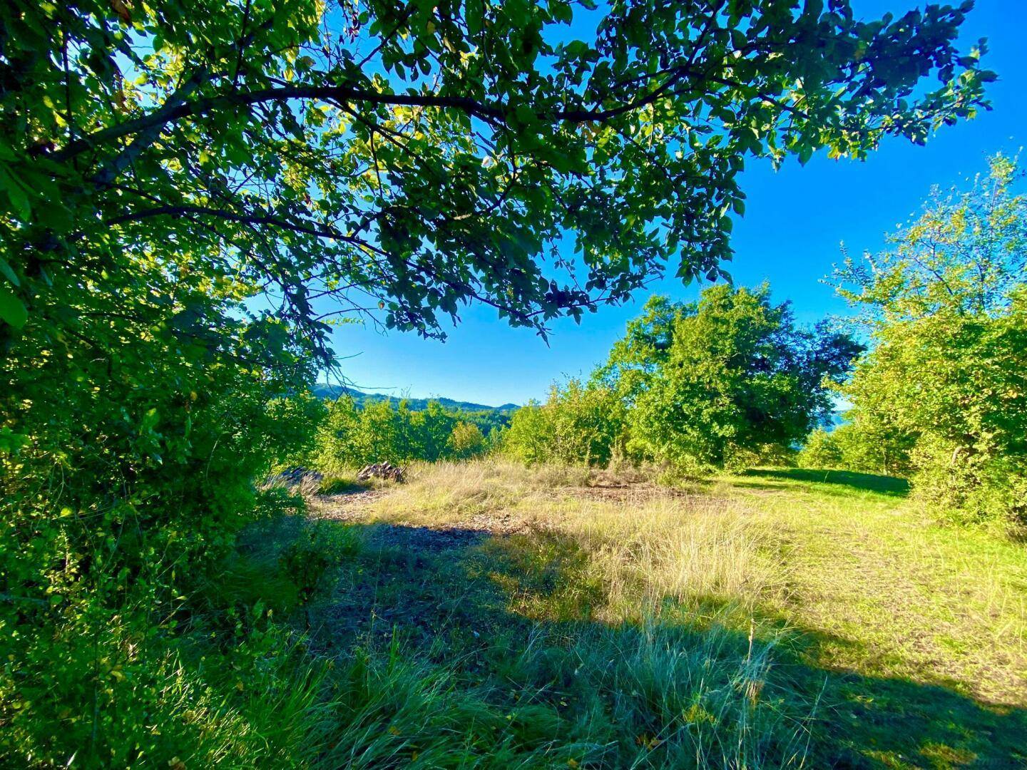 Sonnenlicht fällt durch die Blätter von Bäumen auf eine grüne Wiese mit hohem Gras.