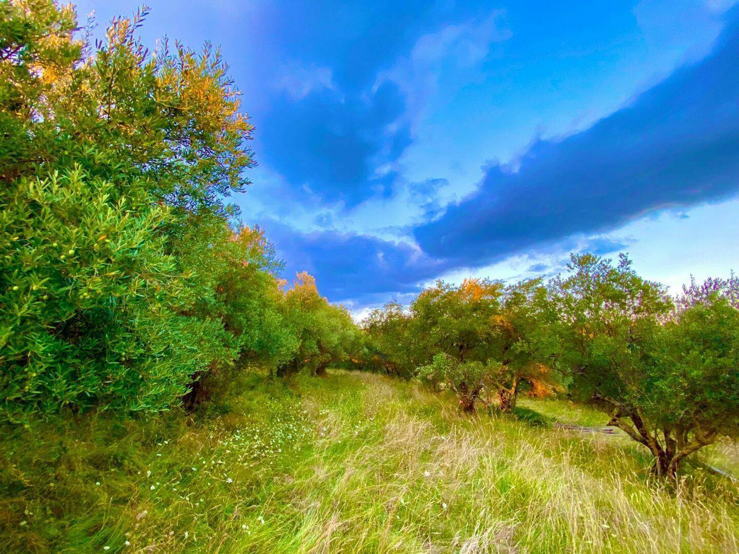 Ein sonniger Weg führt durch eine Reihe von Olivenbäumen in einer ländlichen Landschaft unter bewölktem Himmel.