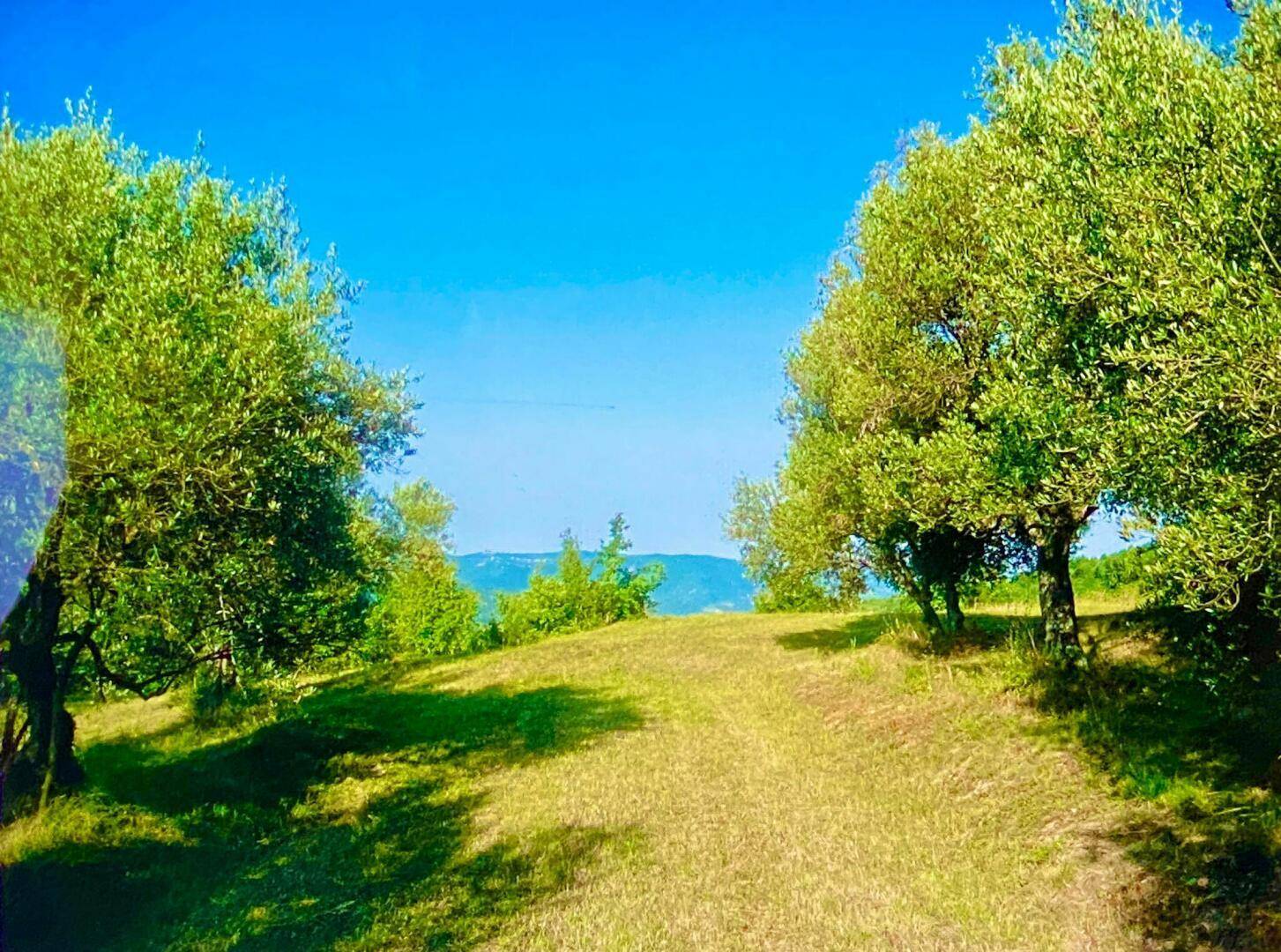 Ein sonniger Weg führt durch eine Reihe von Olivenbäumen in einer ländlichen Landschaft.