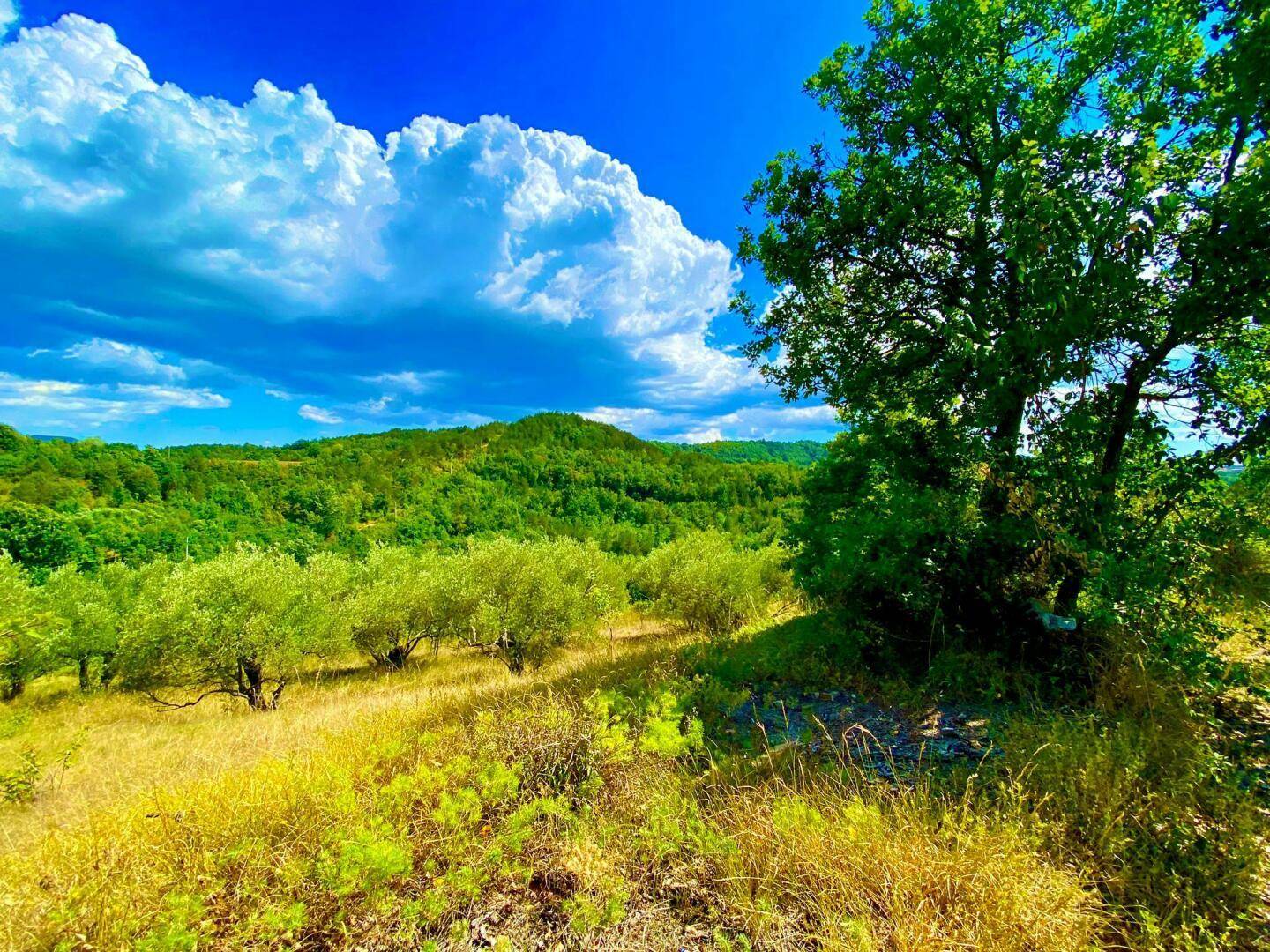 Eine weite Landschaft mit Olivenbäumen und grünen Hügeln unter einem dramatischen blauen Himmel.