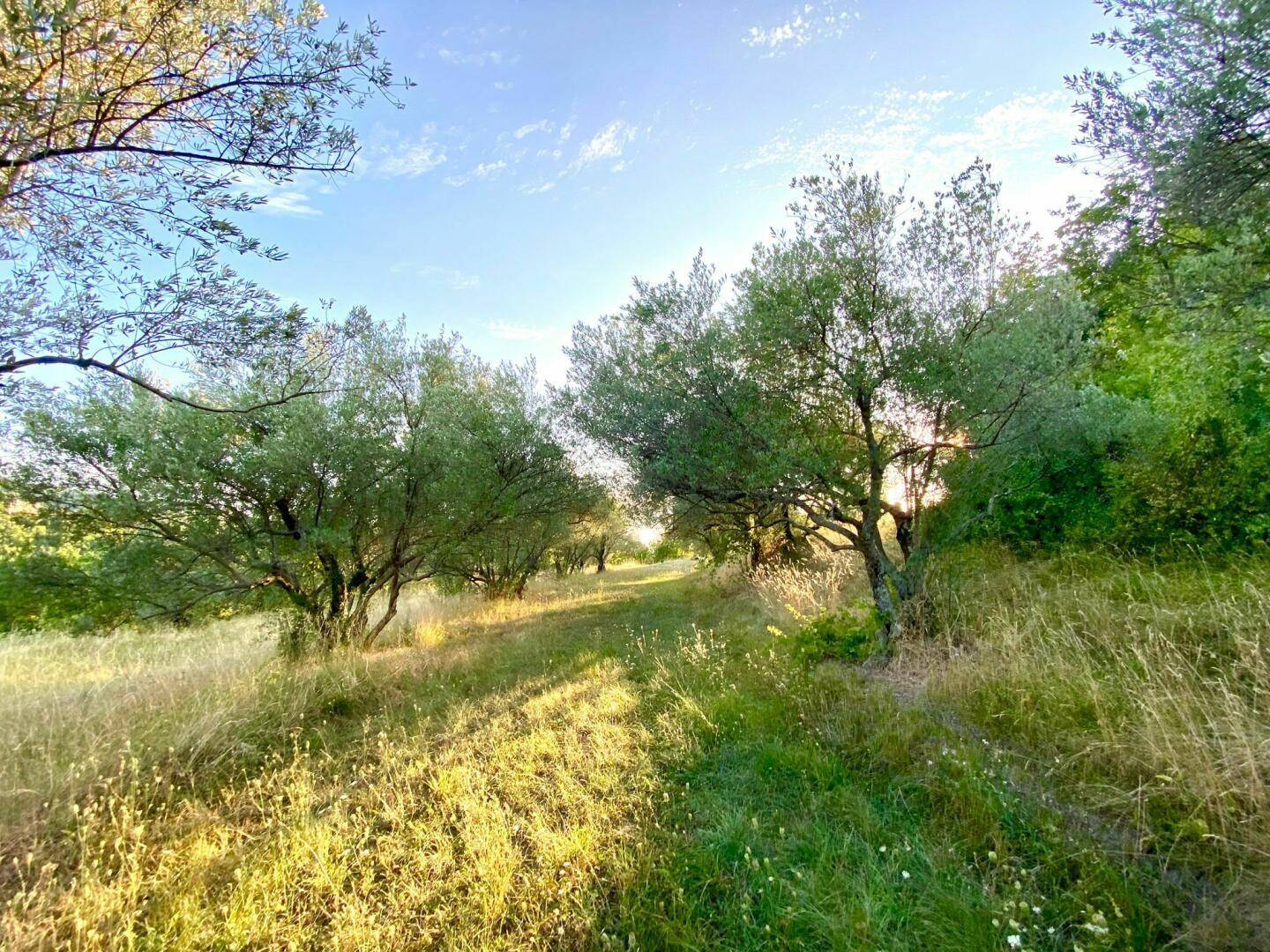 Ein sonniger Weg führt durch eine Reihe von Olivenbäumen in einer ländlichen Landschaft.