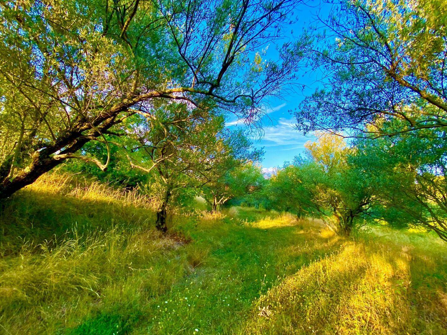 Sonnenlicht fällt durch die Blätter von Bäumen auf eine grüne Wiese mit hohem Gras.