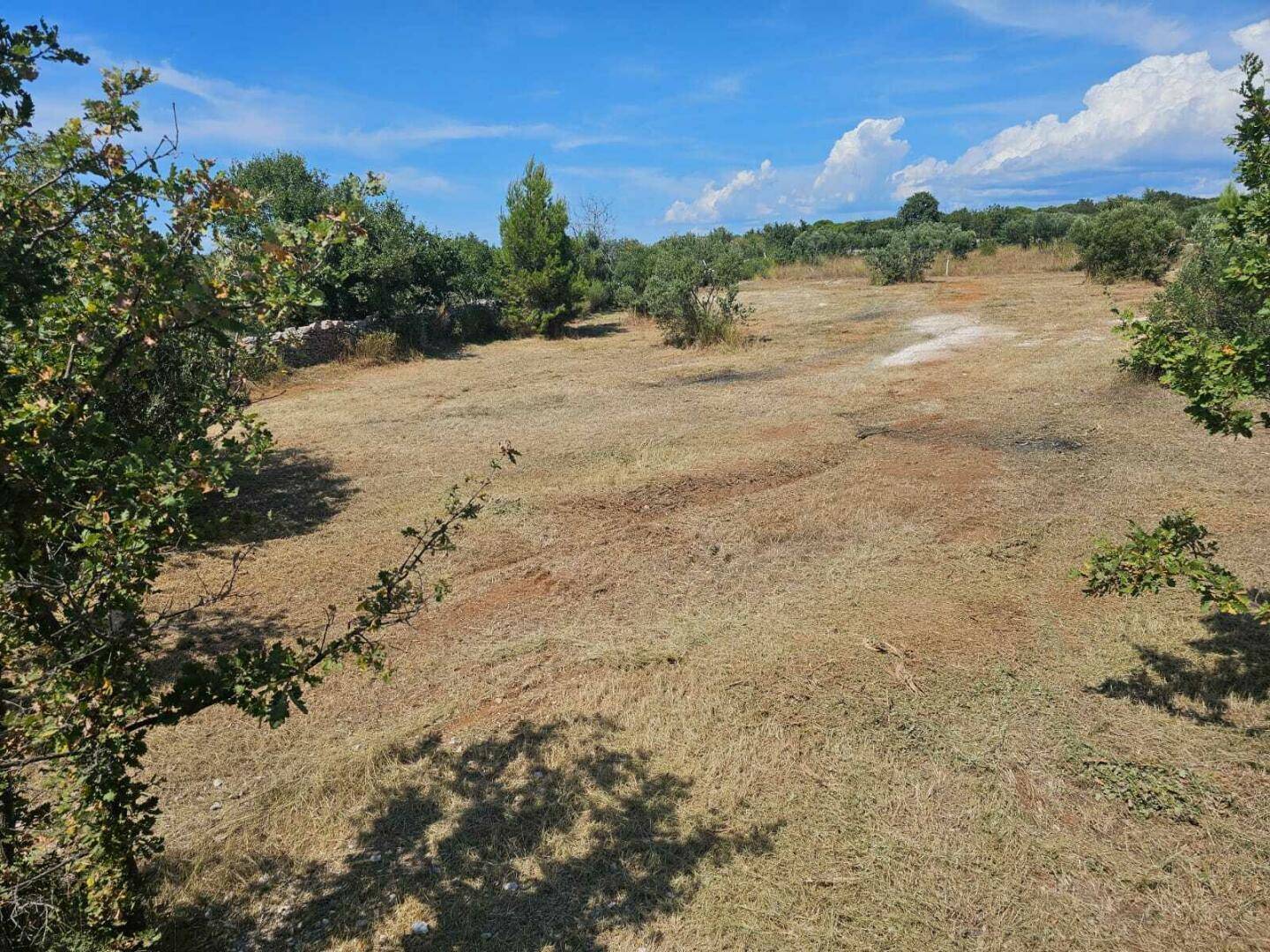 Panoramablick über ein großes, trockenes Feld mit vereinzelten Bäumen und Sträuchern unter einem weiten blauen Himmel.