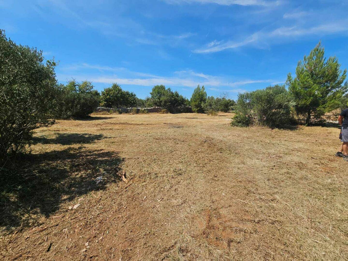 Weitläufiges, trockenes Feld mit spärlicher Vegetation und Bäumen unter einem klaren blauen Himmel, ideal für die Entwicklung.