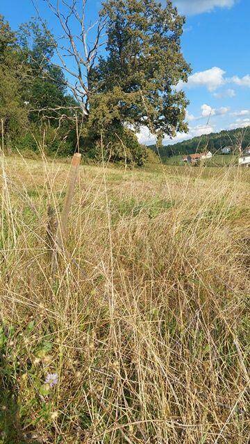 Grund endet vor dem Baum