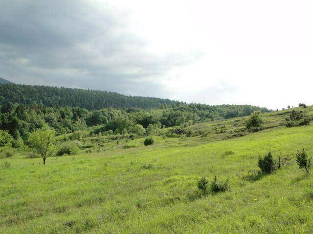 Weite grüne Hügellandschaft mit dichtem Wald im Hintergrund unter einem dramatischen Wolkenhimmel.