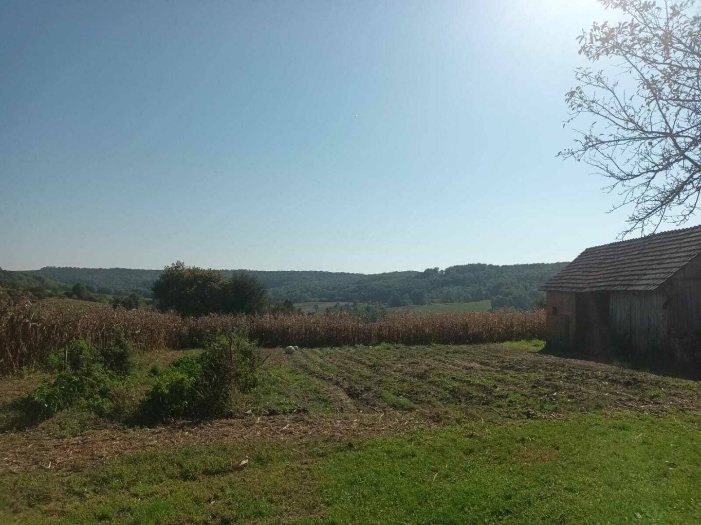 Weitläufiges Feld mit Maispflanzen und einem kleinen Anbaugebiet, im Hintergrund eine alte Holzhütte.