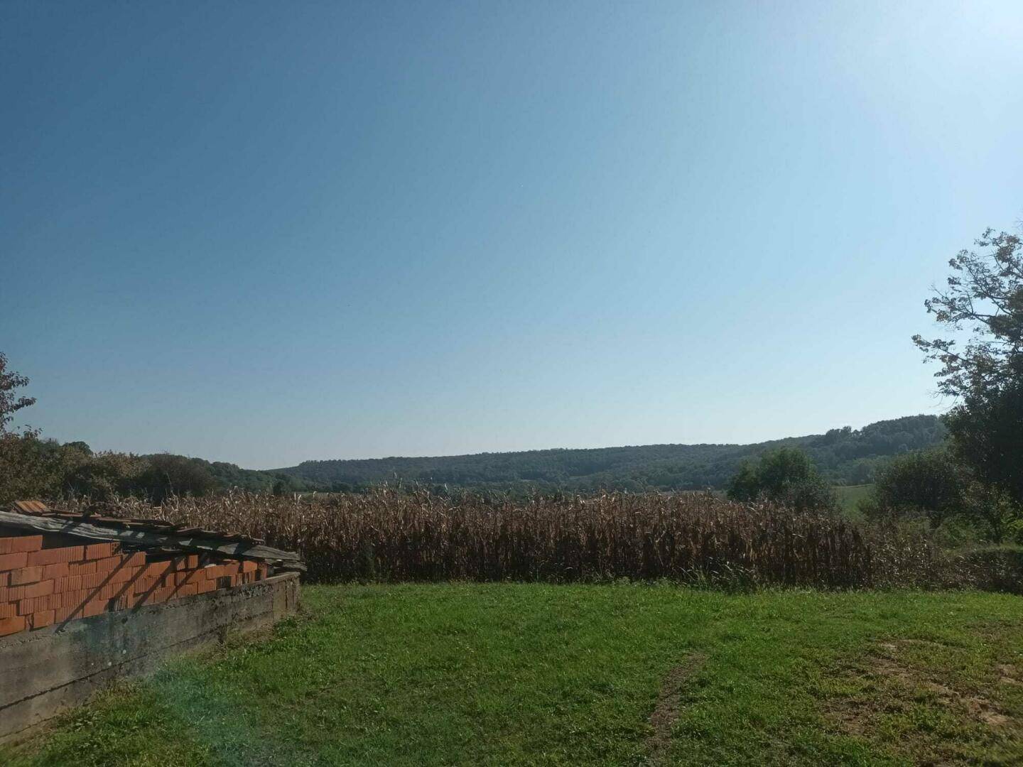 Weitläufiges Feld mit Maispflanzen und einer unfertigen Ziegelstruktur im Vordergrund unter blauem Himmel.
