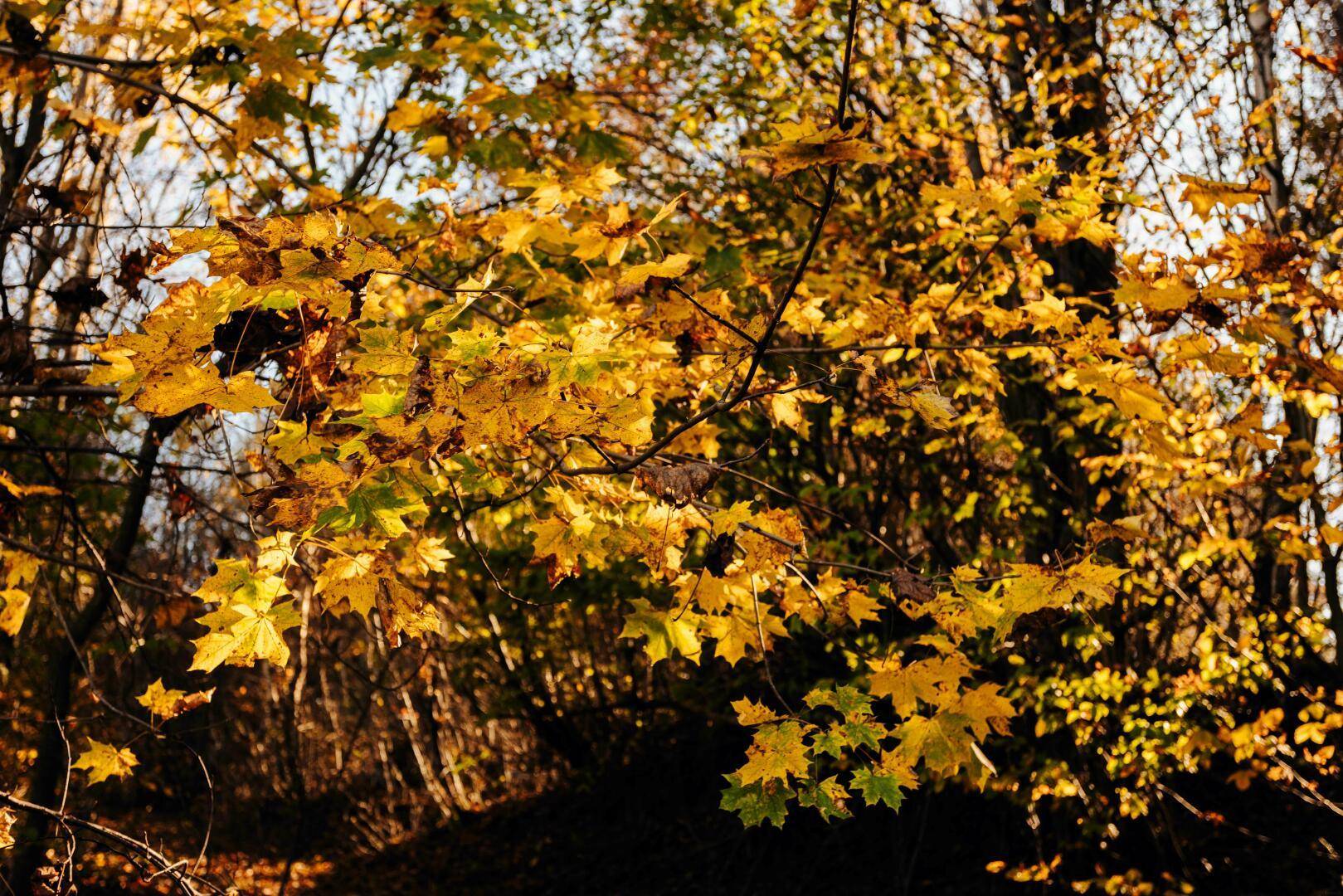 Herbststimmung