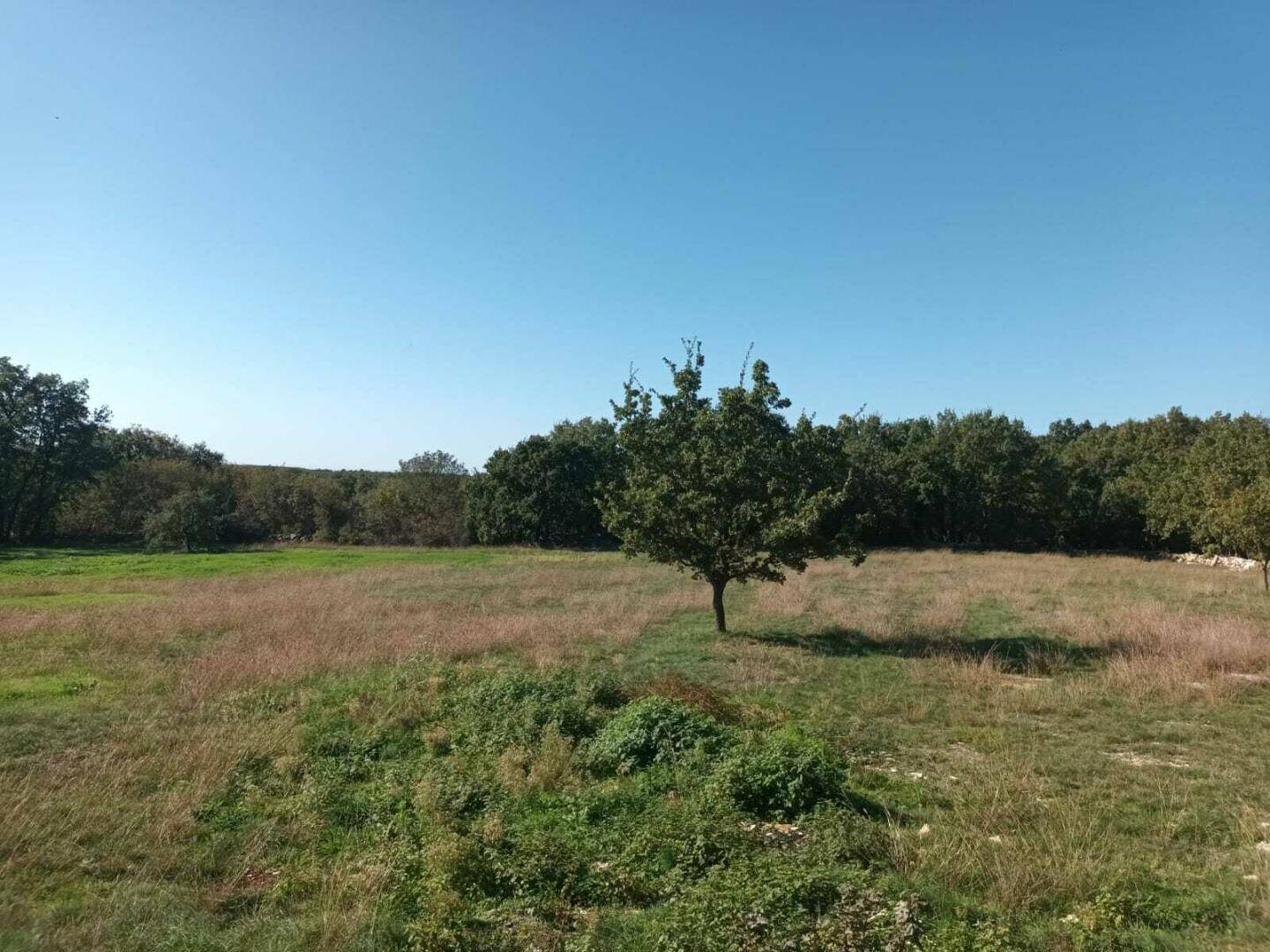 Offenes Feld mit Gras und vereinzelten Bäumen, begrenzt von einer Baumreihe unter klarem Himmel.