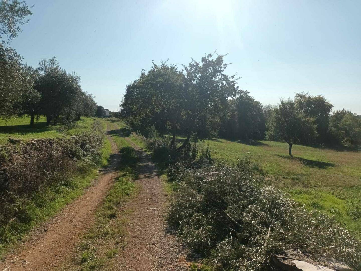 Unbefestigter Feldweg schlängelt sich durch eine hügelige Landschaft mit Olivenbäumen und Grünflächen.