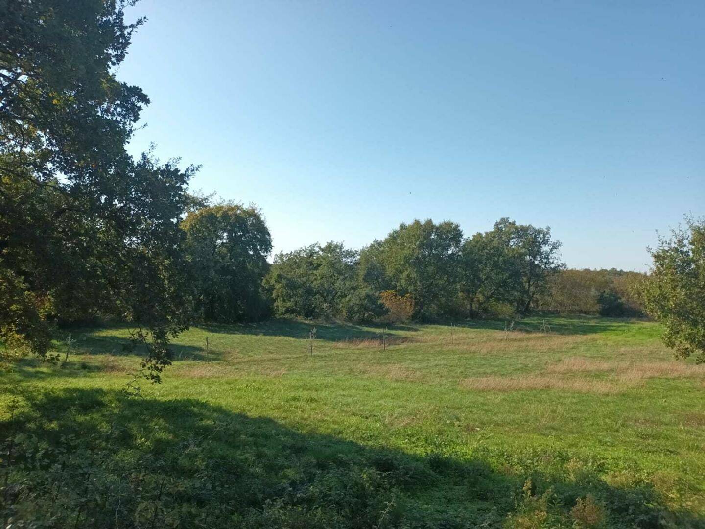 Sonniges Feld mit üppigem Grün und verschiedenen Bäumen, umgeben von dichter Vegetation.
