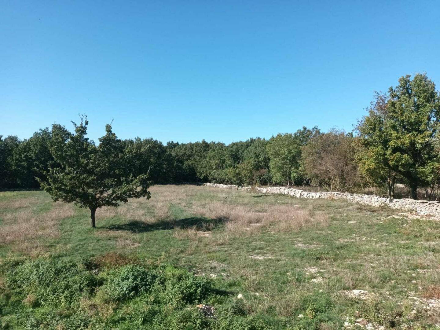 Grüne Landschaft mit Bäumen und einer traditionellen Steinmauer, die das Feld begrenzt.