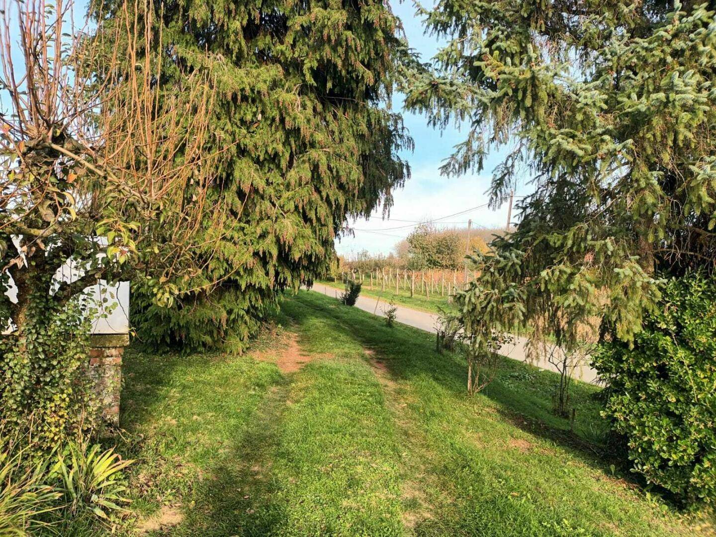 Grüner Weg, gesäumt von hohen Bäumen, der zu einer ländlichen Straße führt.
