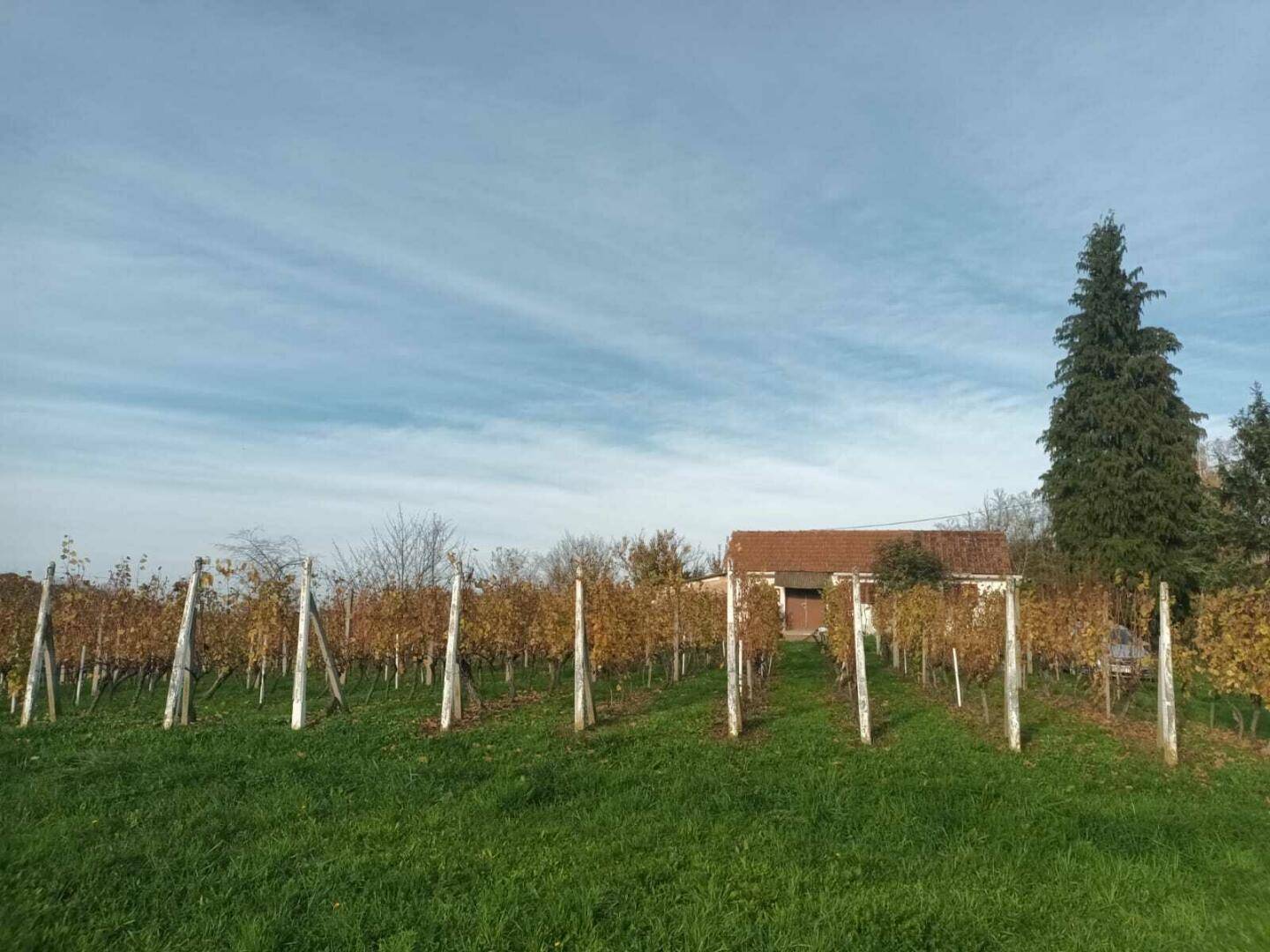 Ländliches Haus umgeben von einem Weinberg unter einem weiten Himmel.