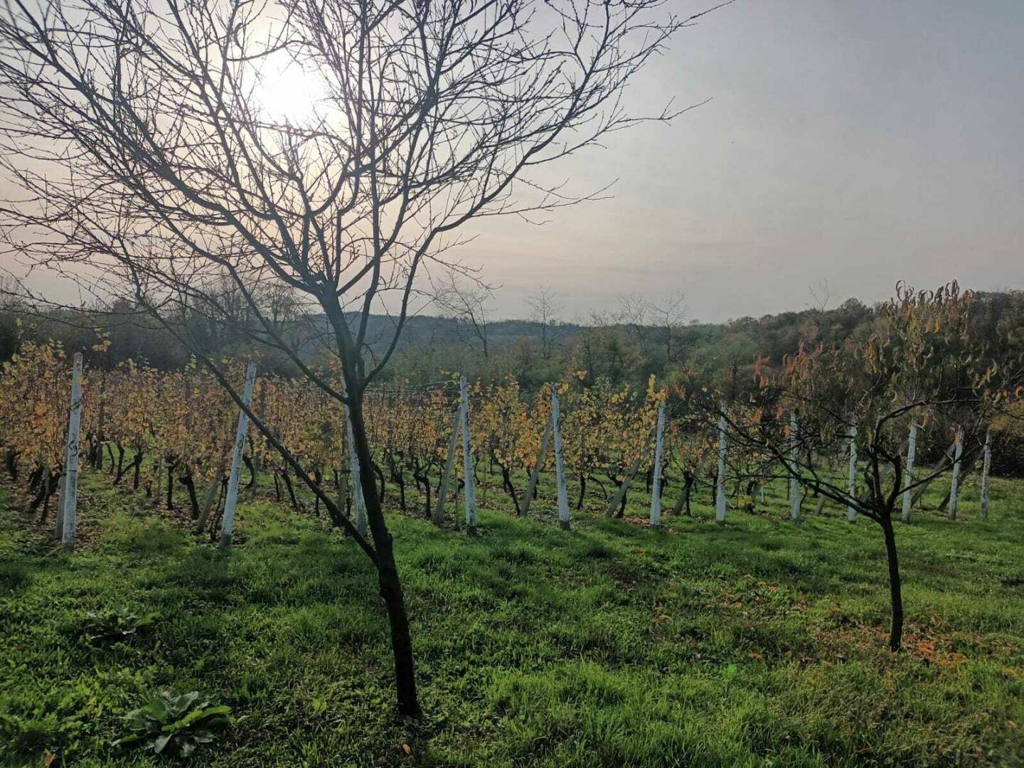 Malerischer Weinberg in der Abendsonne mit Blick auf die umliegende Landschaft.