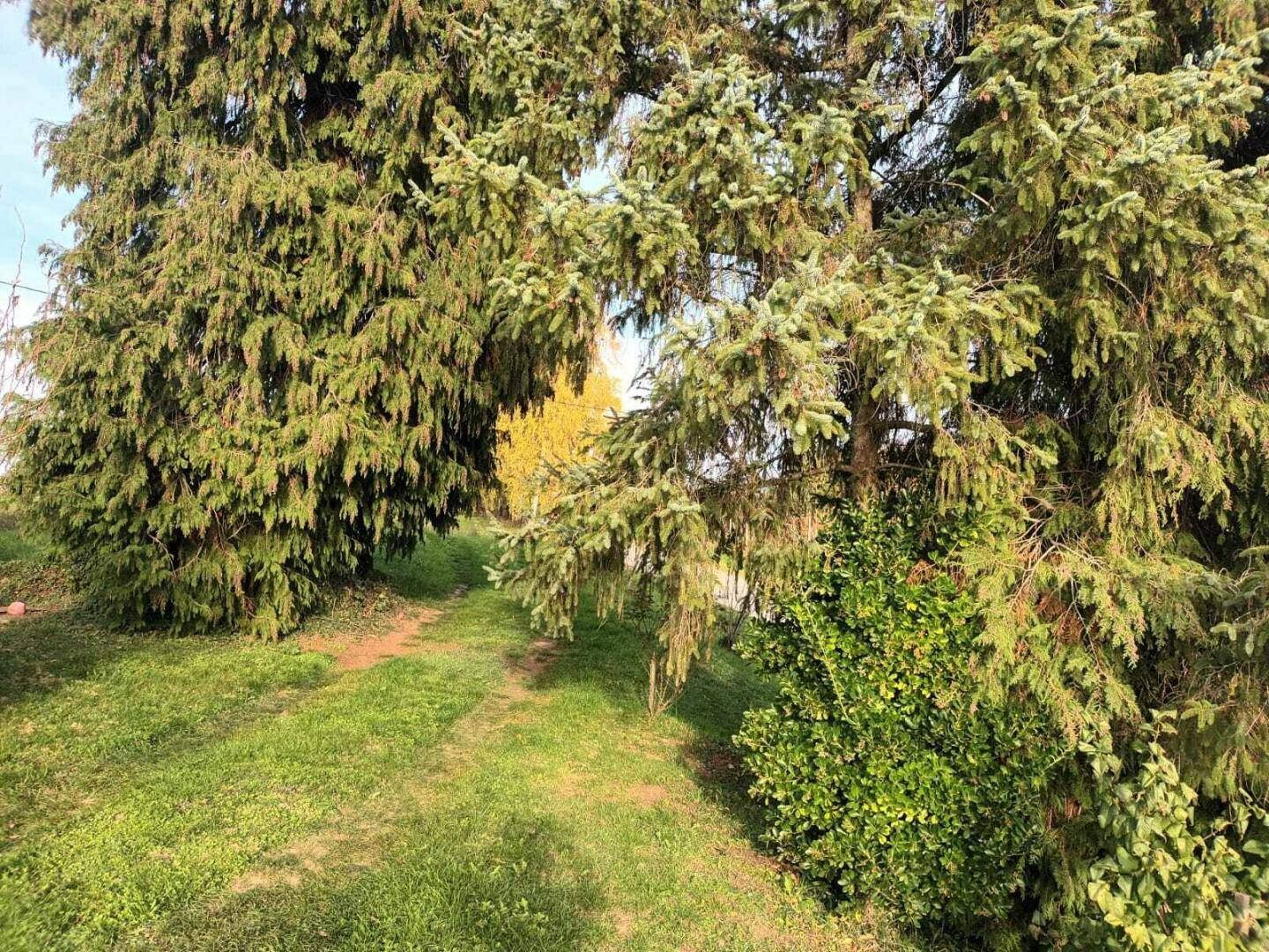 Grüner Gartenbereich mit hohen Nadelbäumen und einem schmalen Pfad.