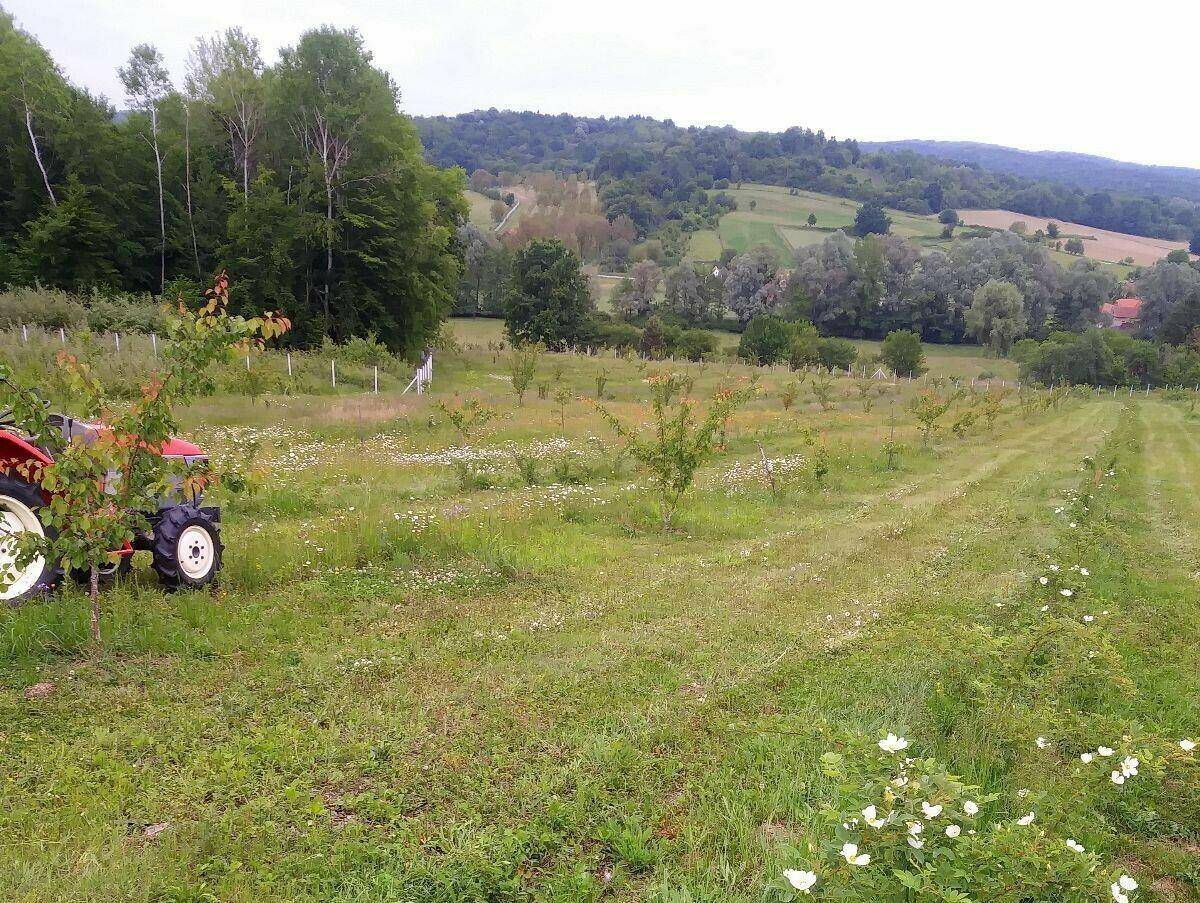 Feld mit jungen Obstbäumen und einem roten Traktor, umgeben von hügeliger Landschaft und Wäldern.
