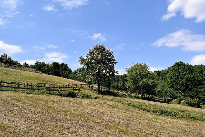 Abfallende grüne Wiese mit einem einzelnen Baum und einem Holzzaun, umgeben von Wäldern unter blauem Himmel.