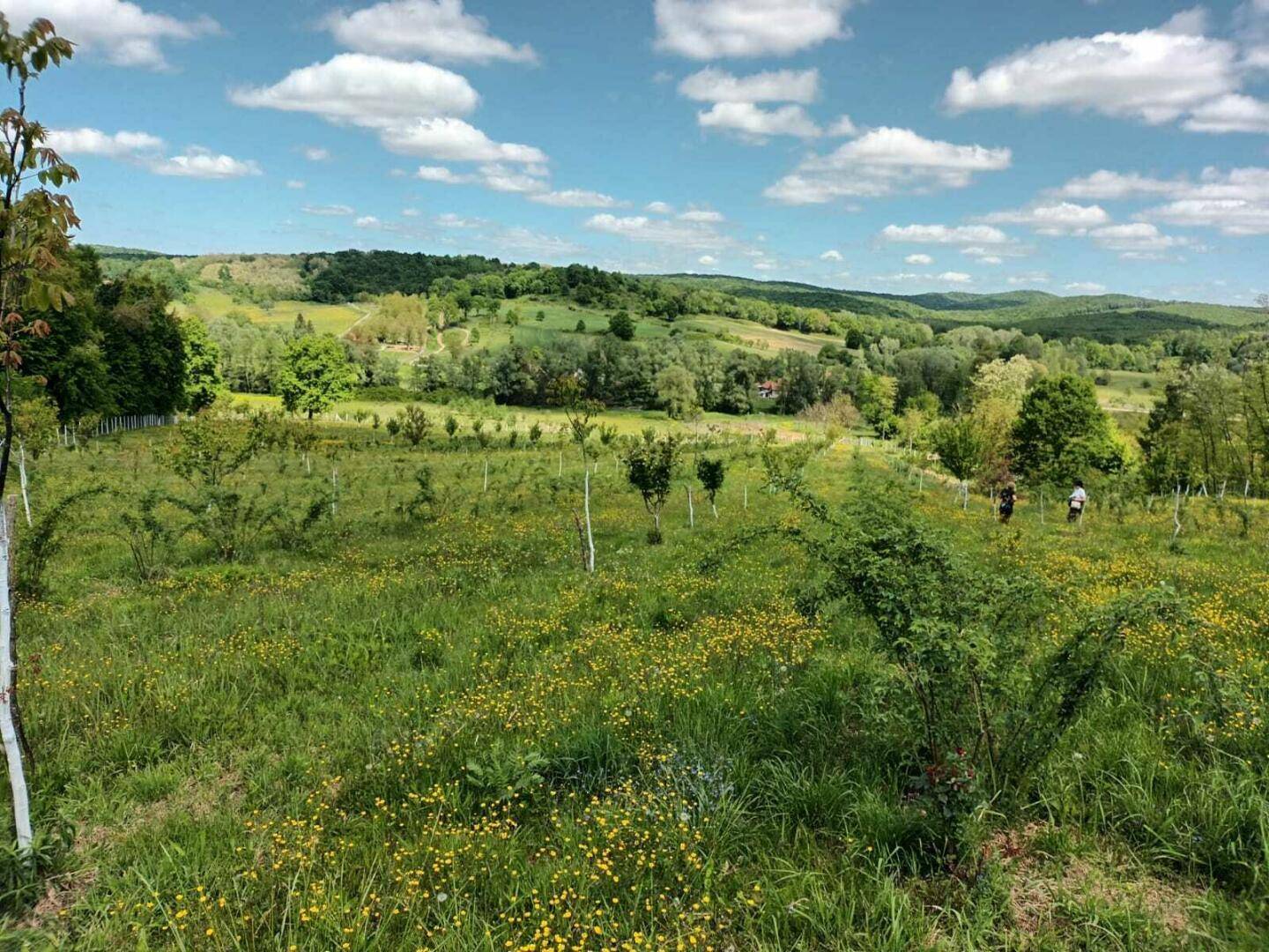 Ausgedehnte grüne Fläche mit jungen Bäumen und einer malerischen Hügellandschaft unter blauem Himmel.