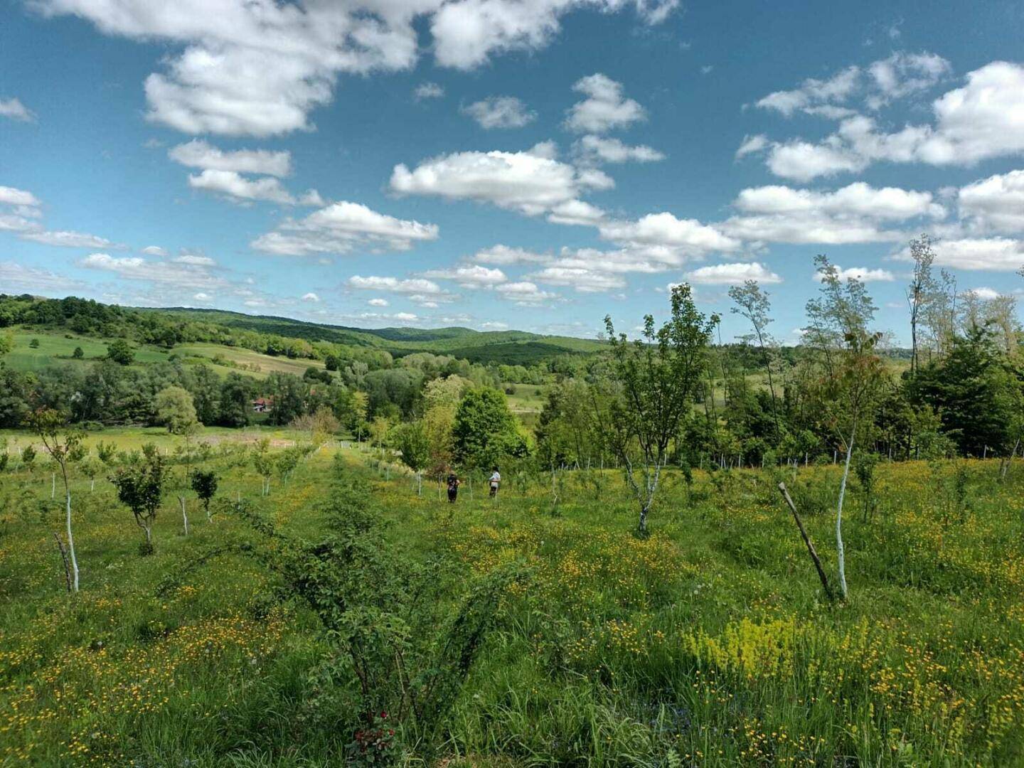 Große grüne Wiese mit jungen Bäumen und hügeliger Landschaft im Hintergrund unter einem blauen Himmel.