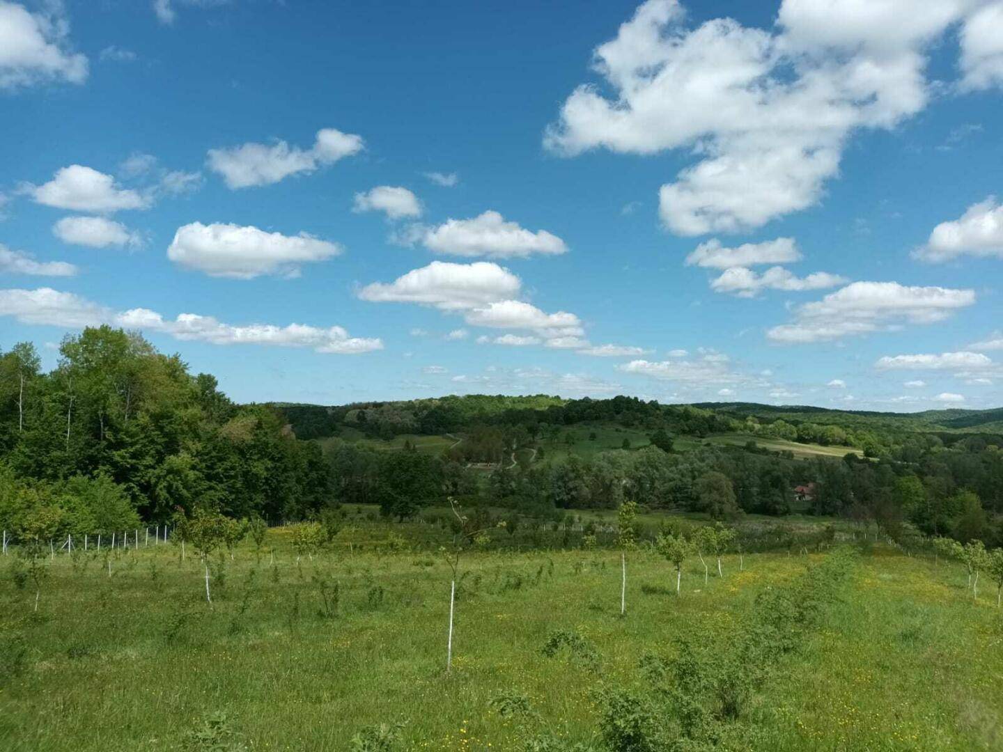 Weitläufige grüne Fläche mit jungen Obstbäumen und sanften Hügeln unter einem weiten blauen Himmel.