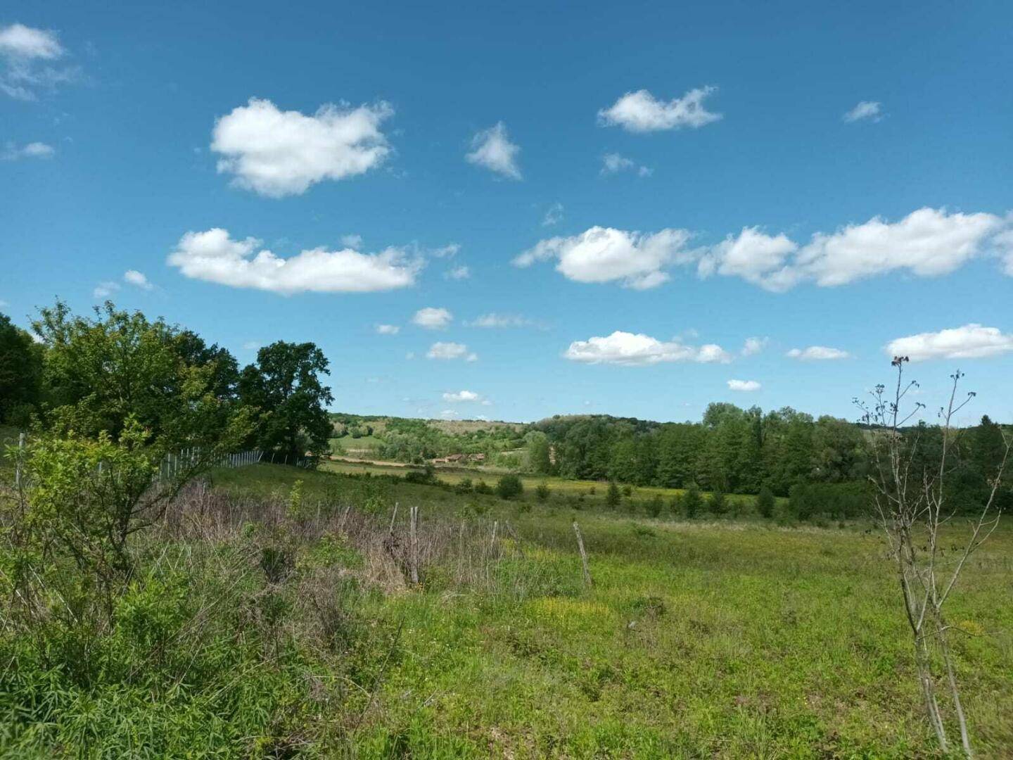 Weitläufige grüne Wiese mit vereinzelten Bäumen und Sträuchern unter einem strahlend blauen Himmel mit Wolken.