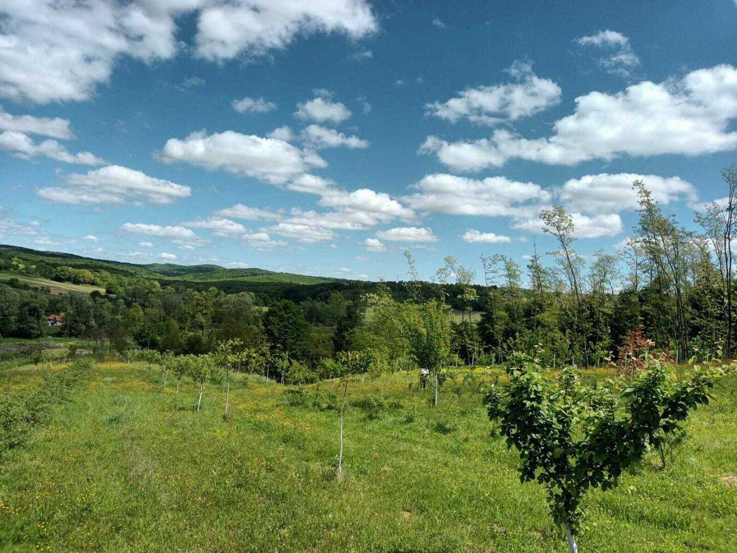 Grüne Wiese mit jungen Bäumen und sanften Hügeln unter einem blauen Himmel mit weißen Wolken.