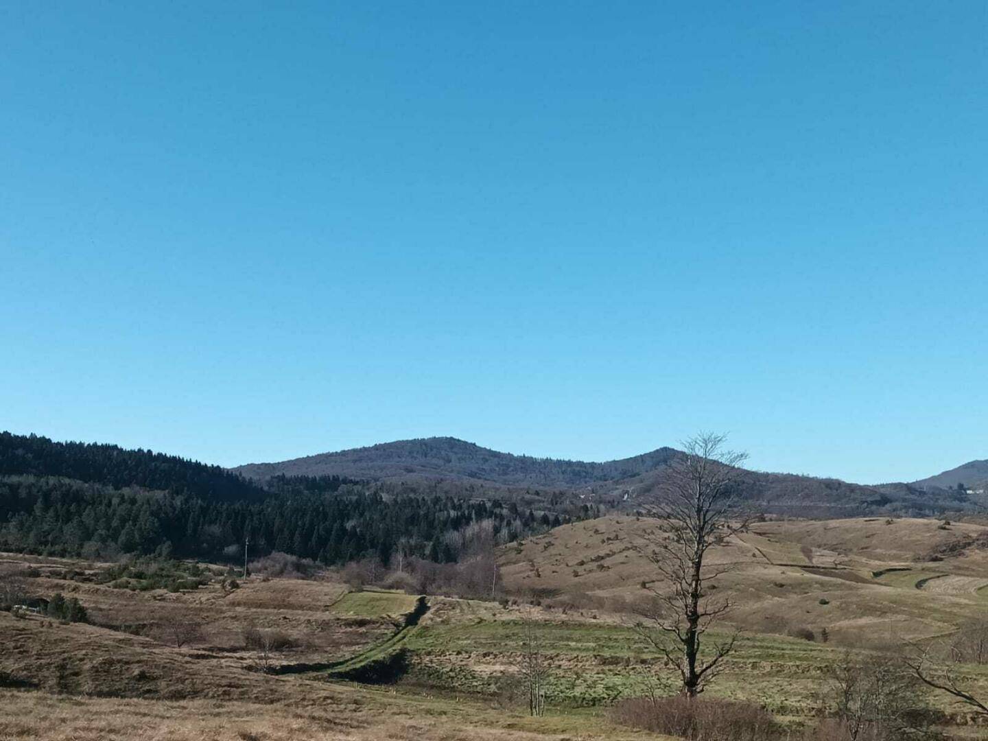 Panoramablick über hügelige Landschaft mit Wäldern und einem einzelnen Baum im Vordergrund.