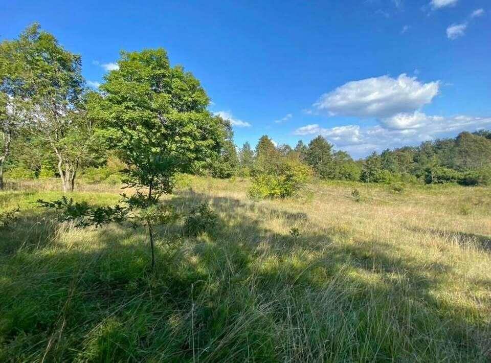 Natürliche Wiesenlandschaft mit schattenspendenden Bäumen und üppigem Grün unter blauem Himmel.