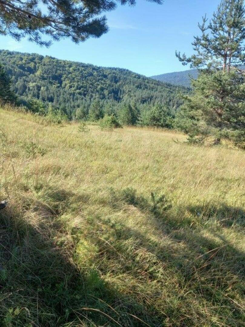 Grüne Hügellandschaft mit dichtem Wald und vereinzelten Bäumen unter strahlendem Sonnenschein.
