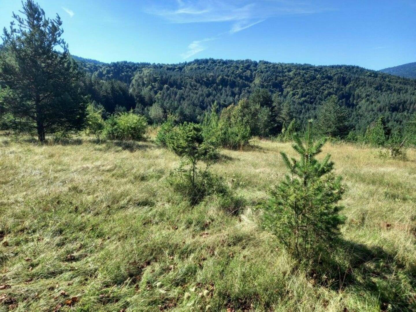 Sonnige Wiese mit jungen Nadelbäumen und einem dichten Wald am Berghang im Hintergrund.