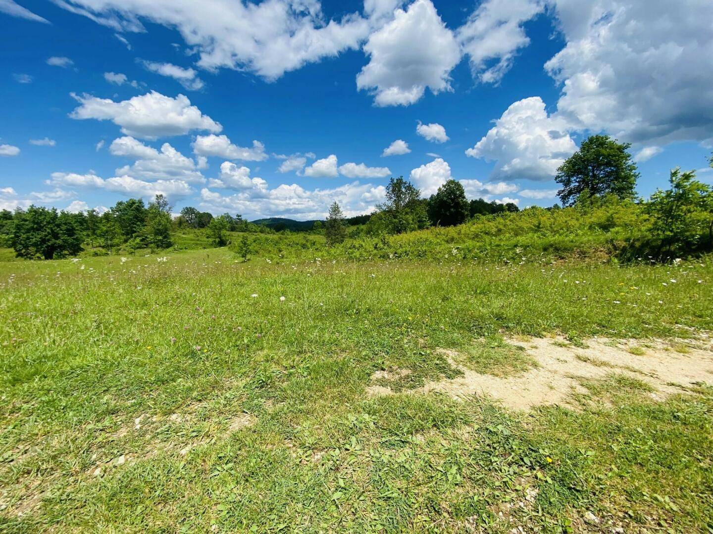 Sonnige, weite Wiesenlandschaft mit Bäumen am Horizont und einem klaren blauen Himmel.