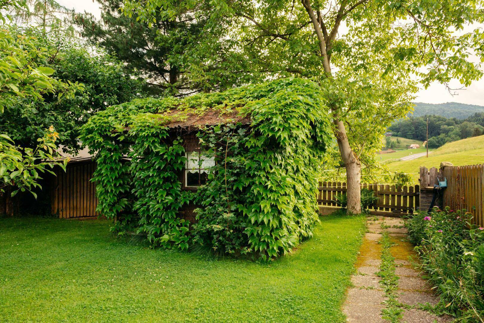 Kleiner, von Kletterpflanzen bewachsener Gartenschuppen auf einer Rasenfläche mit Weg.