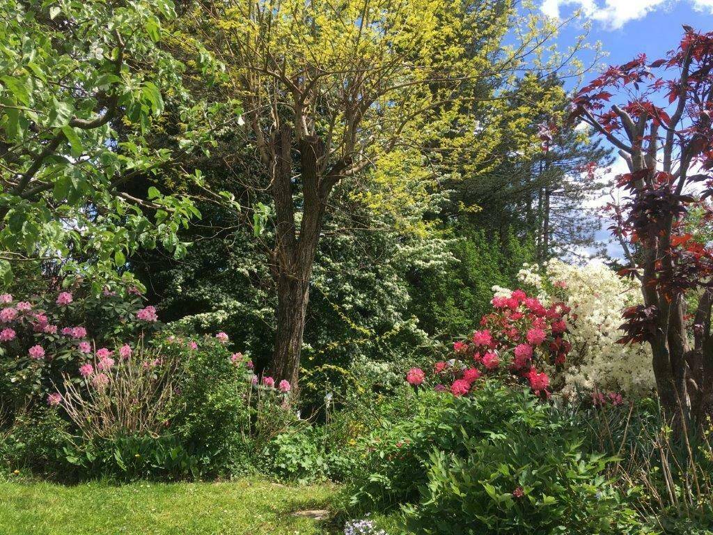 Weitläufiger Gartenbereich mit Rasenfläche, blühenden Pflanzen und hohen Bäumen.