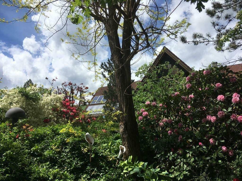 Üppiger Garten mit blühenden Rhododendren und Bäumen, im Hintergrund das Haus.