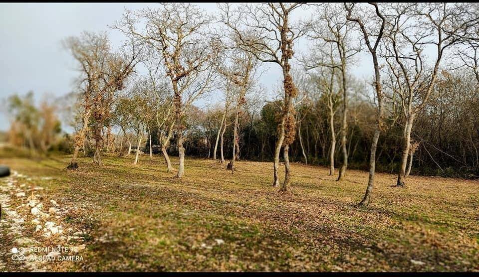 Waldgebiet mit kahlen Bäumen und trockenem Gras, das eine natürliche und unberührte Landschaft zeigt.