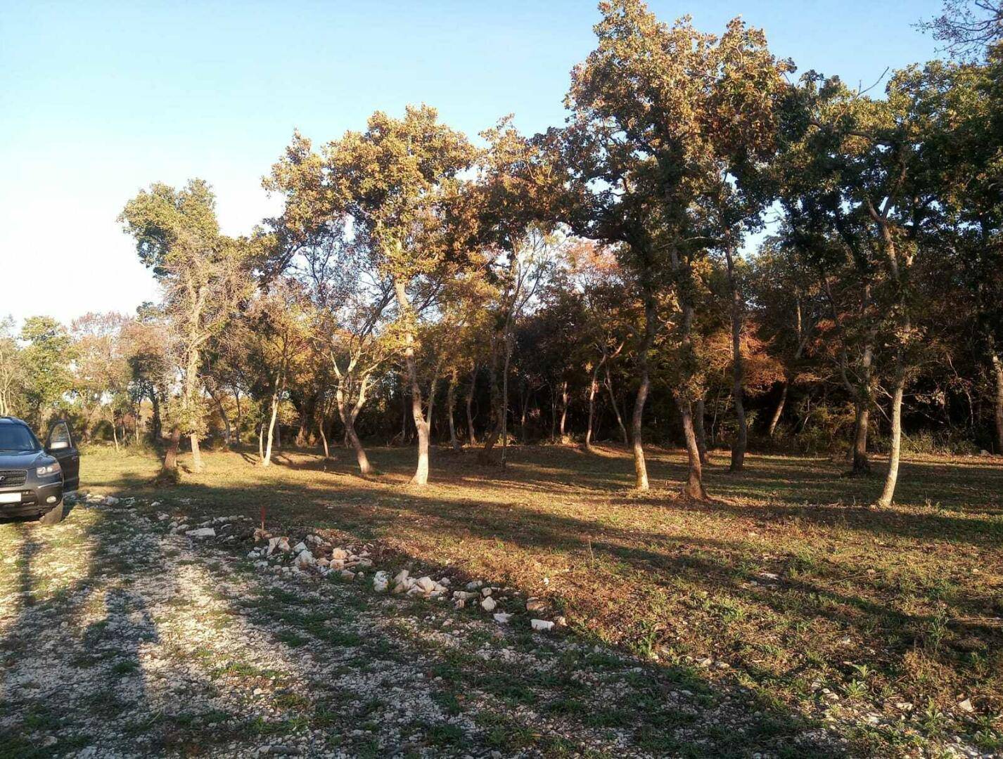 Naturbelassenes Waldstück mit einem Schotterweg und einem Fahrzeug am Rand, beleuchtet von der Abendsonne.