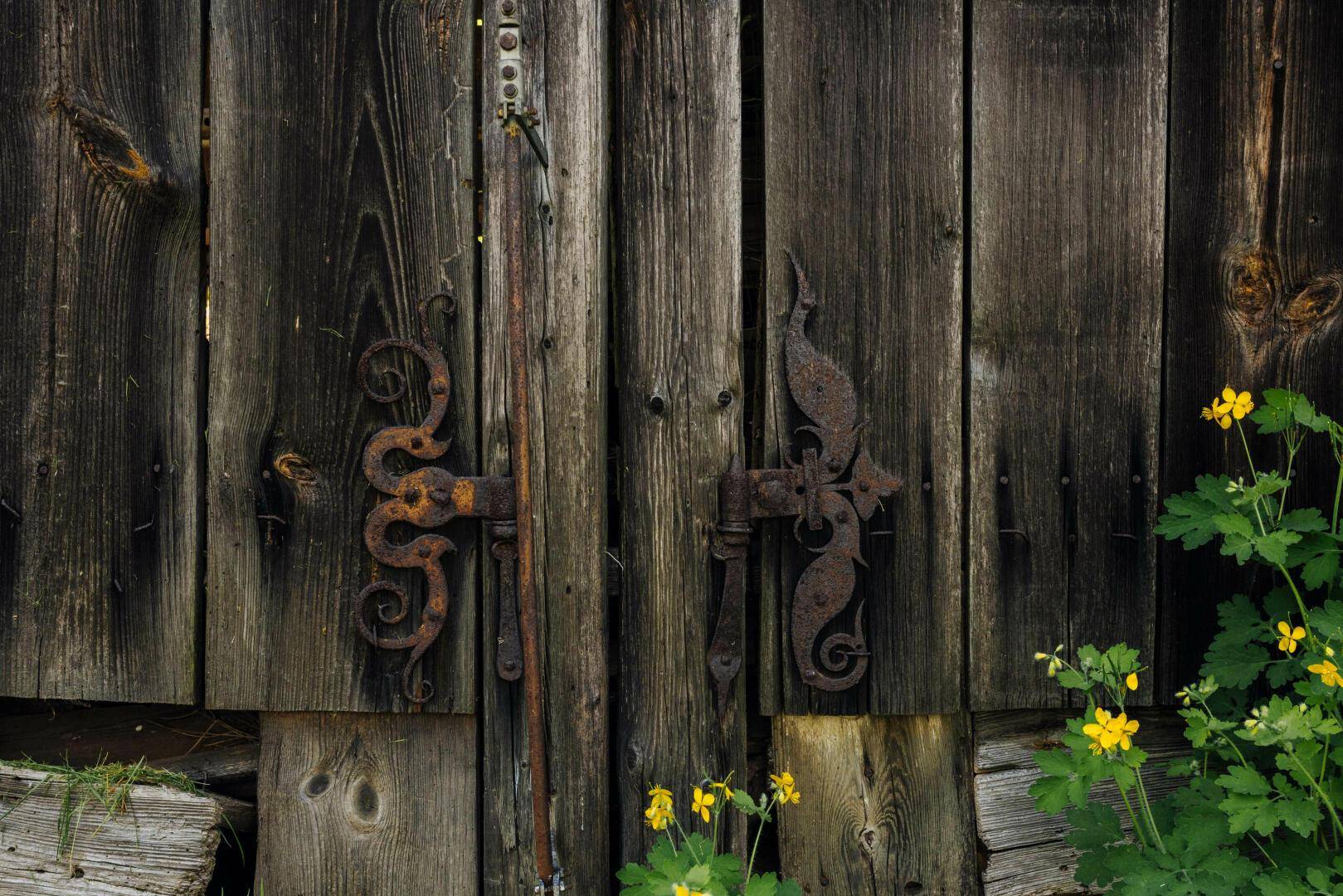 Nahaufnahme einer alten Holztür mit kunstvollen, rostigen Metallbeschlägen und blühenden Pflanzen daneben.