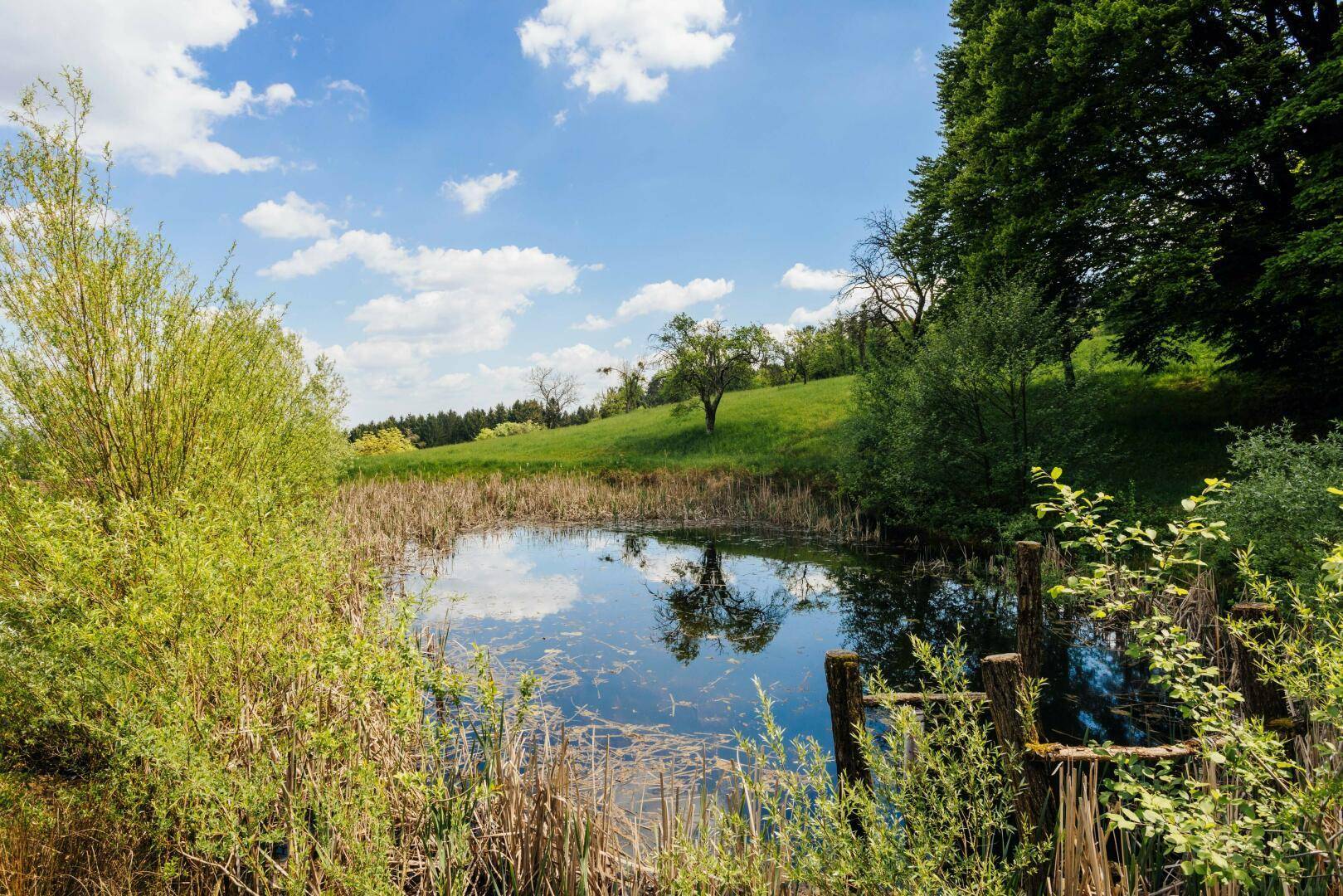 Idyllischer Teich umgeben von Schilf und Bäumen, der eine ruhige und natürliche Atmosphäre schafft.