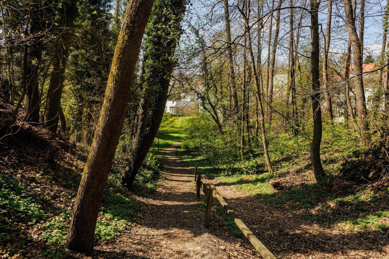angrenzender Waldweg auf den Ruckerlberg
